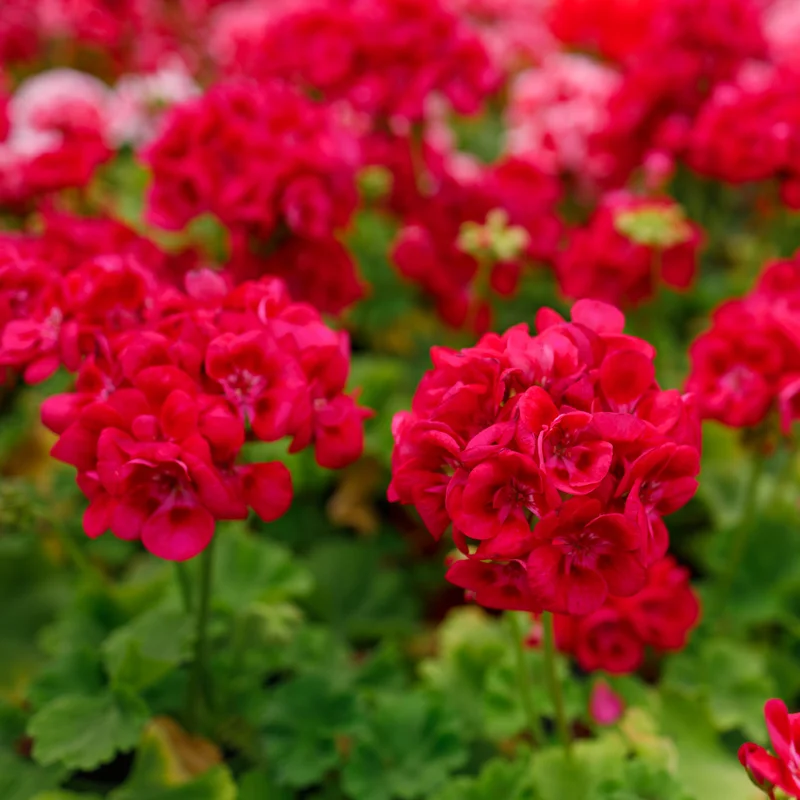 Geranium Plants Live - Hardy Perennial Flowers - Vibrant Blooms - Indoor/Outdoor