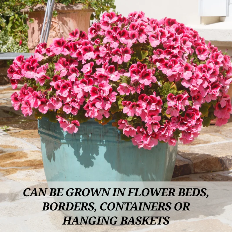 Geranium Plants Live - Hardy Perennial Flowers - Vibrant Blooms - Indoor/Outdoor