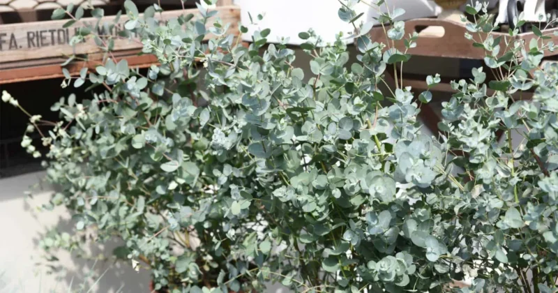 5 Popular Varieties of Eucalyptus to Liven Up Your Home
