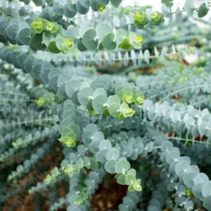 Eucalyptus Pulverulenta (Baby Blue Gum)
