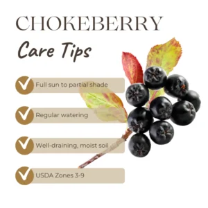 Chokeberry Tree Live Plant - Black Aronia Berry Plant - Edible Berry Tree - 6-12 Inches