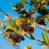 Chokeberry Tree Live Plant - Black Aronia Berry Plant - Edible Berry Tree - 6-12 Inches