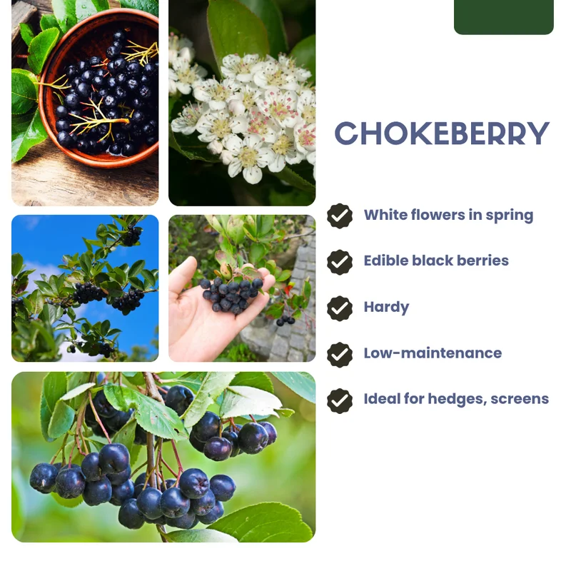 Chokeberry Tree Live Plant - Black Aronia Berry Plant - Edible Berry Tree - 6-12 Inches