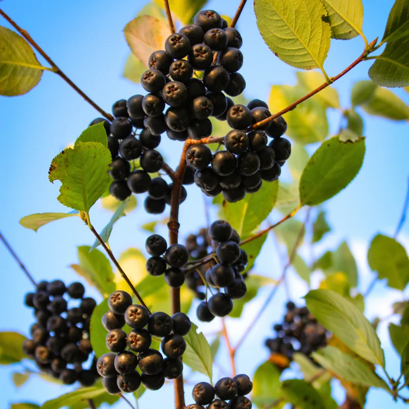Chokeberry Tree Live Plant - Black Aronia Berry Plant - Edible Berry Tree - 6-12 Inches