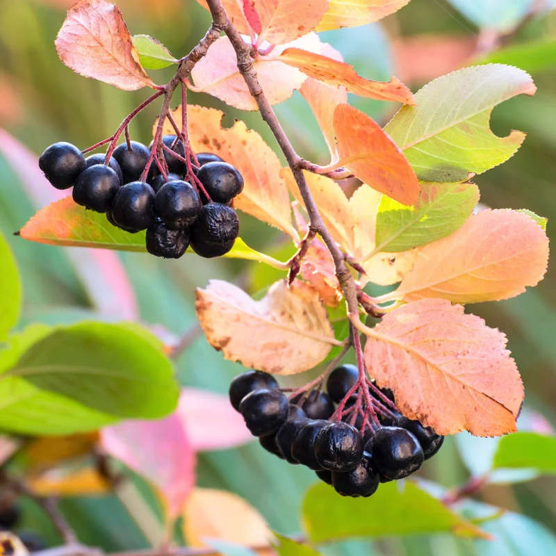 Chokeberry Tree Live Plant - Black Aronia Berry Plant - Edible Berry Tree - 6-12 Inches