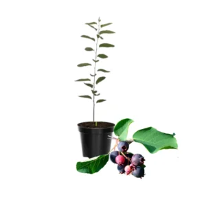 Serviceberry Tree Live Plant - Quart Pot, Purple Serviceberry, Hardy Fruit Tree 6-12 Inch