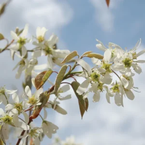 Serviceberry Tree Live Plant - Quart Pot, Purple Serviceberry, Hardy Fruit Tree 6-12 Inch