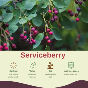 Serviceberry Tree Live Plant - Quart Pot, Purple Serviceberry, Hardy Fruit Tree 6-12 Inch