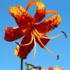 Turk's Cap Lily Bulbs - 10 Orange Tiger Lilies for Planting - Hardy Perennial Flowers