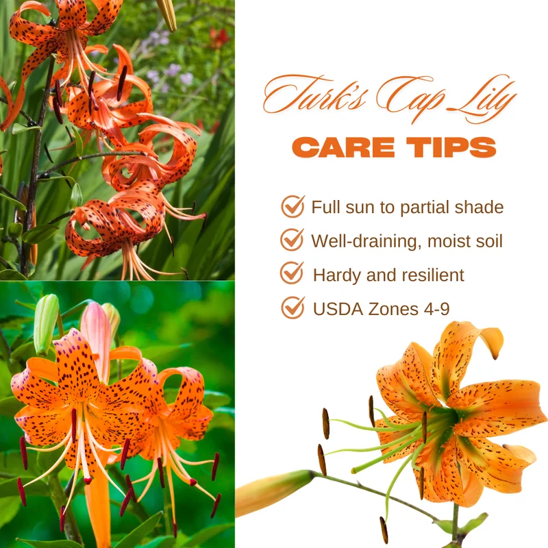 Turk's Cap Lily Bulbs - 10 Orange Tiger Lilies for Planting - Hardy Perennial Flowers