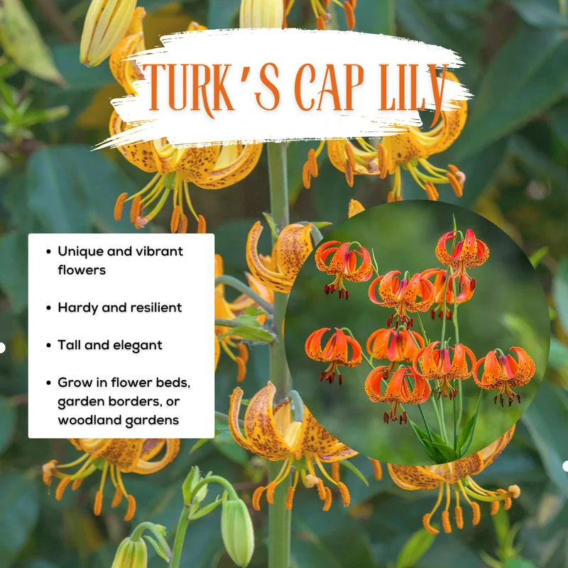 Turk's Cap Lily Bulbs - 10 Orange Tiger Lilies for Planting - Hardy Perennial Flowers