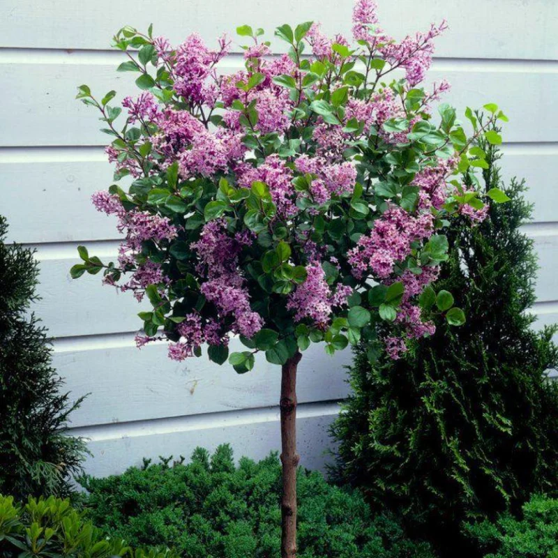 Common Lilac Plant - Purple Lilac Bush - 4 Inch Pot - Fragrant Blooms