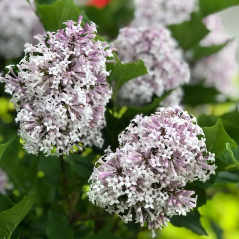 Lilac Plant Live - 6-12 Inches Potted Shrub Lavender Blue Flowers for Outdoor Garden