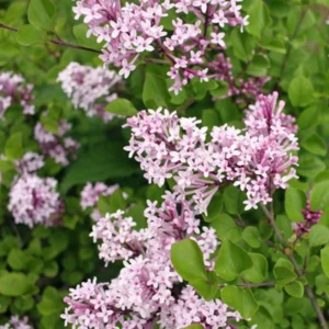 Lilac Plant Live - 6-12 Inches Potted Shrub Lavender Blue Flowers for Outdoor Garden
