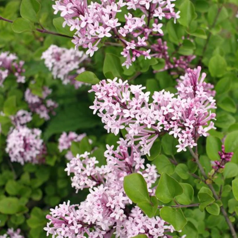 Lilac Plant Live - 6-12 Inches Potted Shrub Lavender Blue Flowers for Outdoor Garden