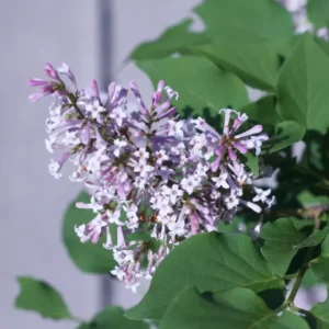 Lilac Plant Live - 6-12 Inches Potted Shrub Lavender Blue Flowers for Outdoor Garden