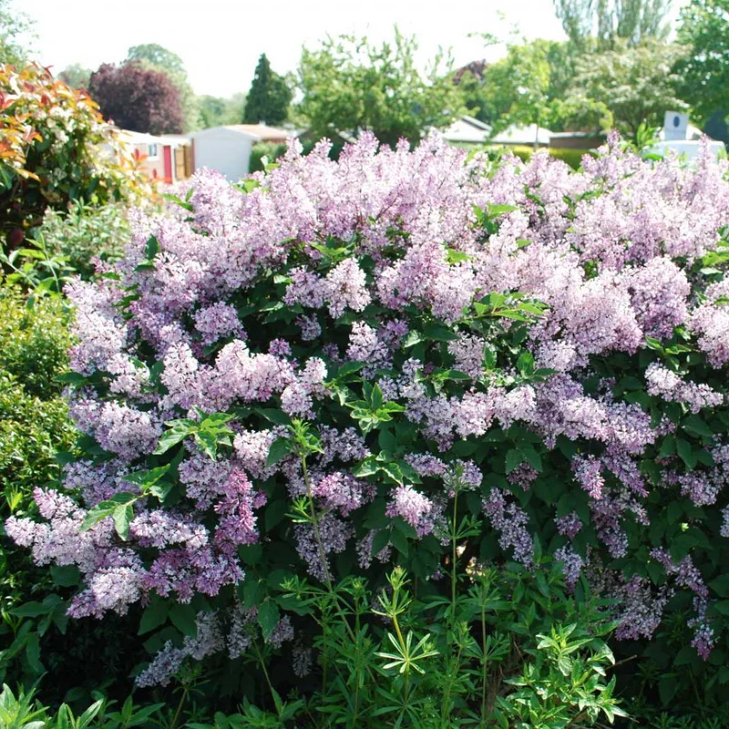 Lilac Plant Live - 6-12 Inches Potted Shrub Lavender Blue Flowers for Outdoor Garden