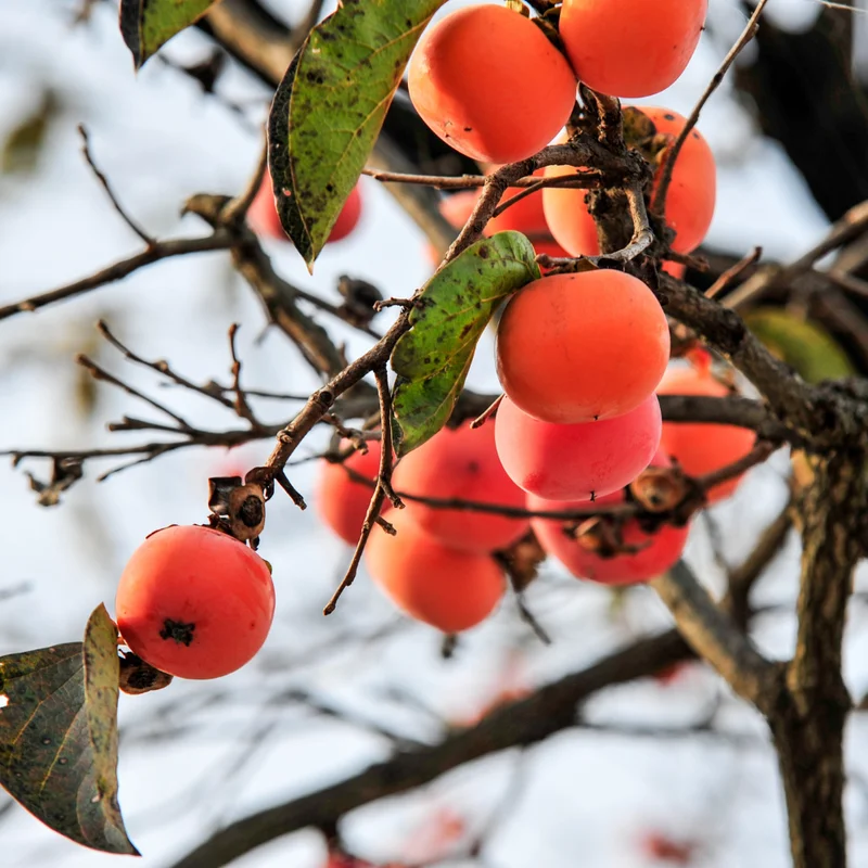 Persimmon Tree Plant Live - Sweet Fruit Tree - 6-12 Inches - Hardy Planting Tree