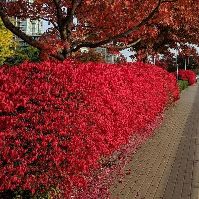 Dwarf Burning Bush Shrub 2.5'' Pot Vibrant Red Hardy Outdoor Plant