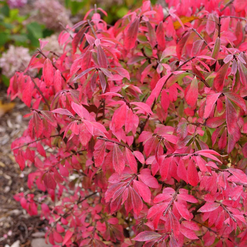 Dwarf Burning Bush Shrub 2.5'' Pot Vibrant Red Hardy Outdoor Plant