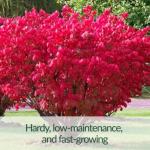 Dwarf Burning Bush Shrub 2.5'' Pot Vibrant Red Hardy Outdoor Plant