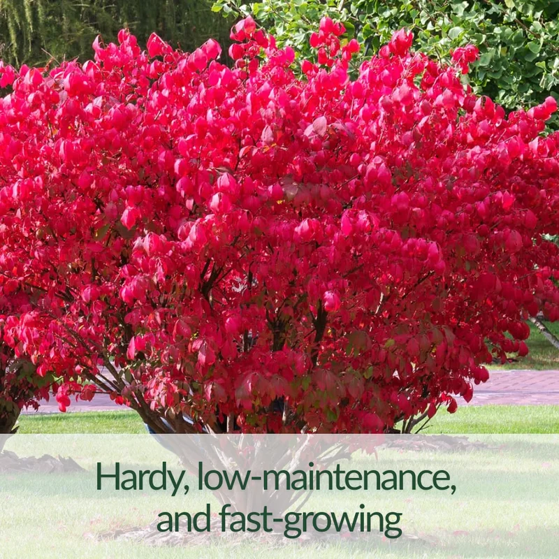 Dwarf Burning Bush Shrub 2.5'' Pot Vibrant Red Hardy Outdoor Plant