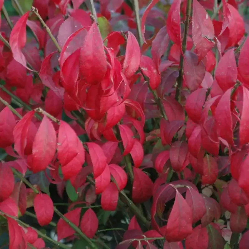 Burning Bush Shrub Live Plant - Dwarf Perennial for Outdoor Garden - Quart Pot