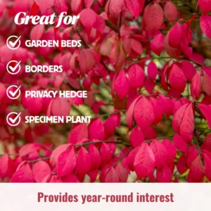 Burning Bush Shrub Live Plant - Dwarf Perennial for Outdoor Garden - Quart Pot