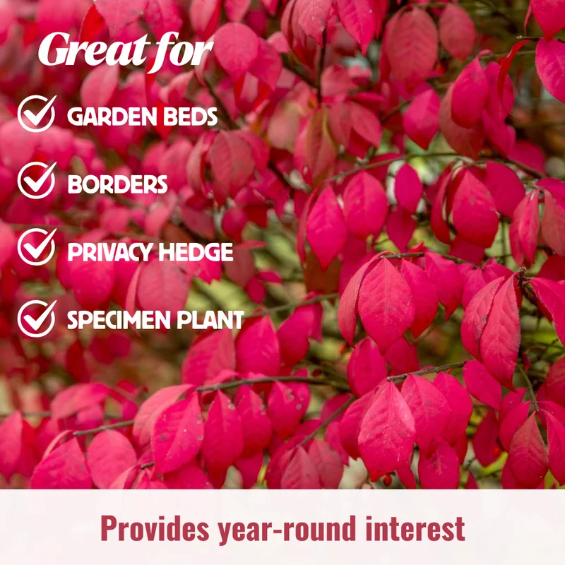 Burning Bush Shrub Live Plant - Dwarf Perennial for Outdoor Garden - Quart Pot