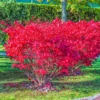 Burning Bush Shrub Live Plant - Dwarf Perennial for Outdoor Garden - Quart Pot