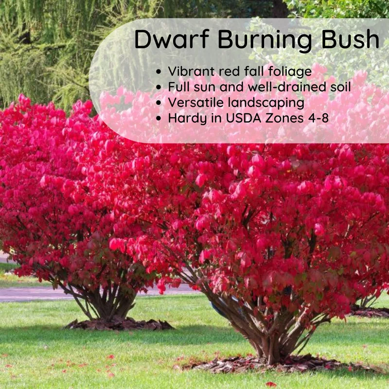 Dwarf Burning Bush Bare Roots - 10 Pack - Red Ornamental Shrub 5-10 Inches