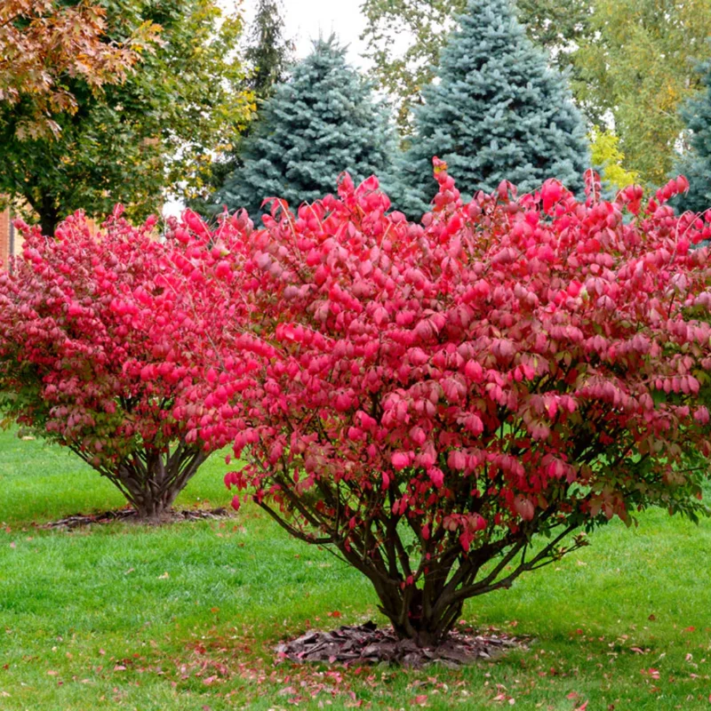 Dwarf Burning Bush Bare Roots - 10 Pack - Red Ornamental Shrub 5-10 Inches