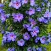 Althea Rose of Sharon Plant - Live Hibiscus Shrub 6-12 Inch - Garden Blooms