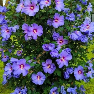 Althea Rose of Sharon Plant - Live Hibiscus Shrub 6-12 Inch - Garden Blooms
