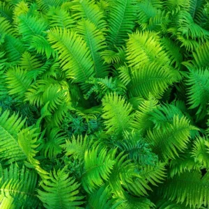 Ferns Bare Roots Set - Live Fern Plants 4-6 Inches - Hardy Shade Garden Plants