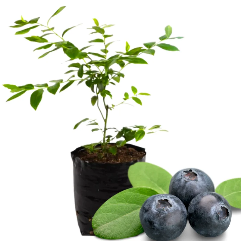 High Yield Blueberry Plant Live - Southern Highbush Blueberry Bushes 4-7 inch