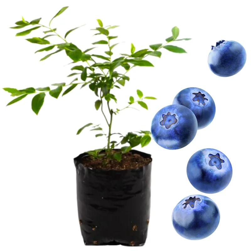 High Yield Blueberry Plant Live - Southern Highbush Blueberry Bushes 4-7 inch
