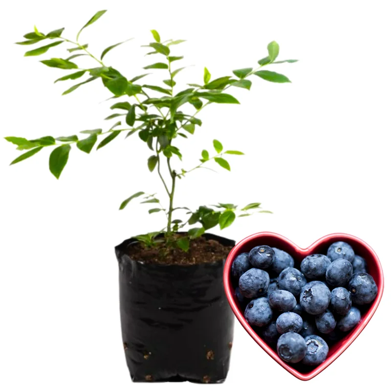 High Yield Blueberry Plant Live - Southern Highbush Blueberry Bushes 4-7 inch