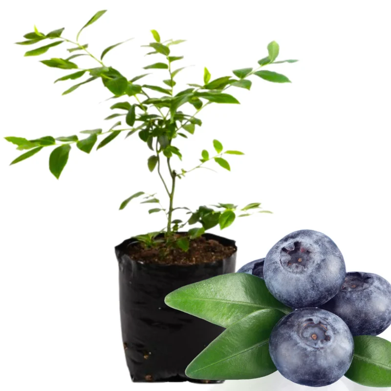 High Yield Blueberry Plant Live - Southern Highbush Blueberry Bushes 4-7 inch