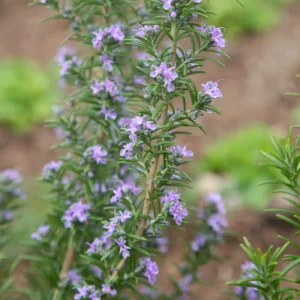 Rosemary Plants Live Set - 4'' Pot Upright Herb - Garden & Container Planting