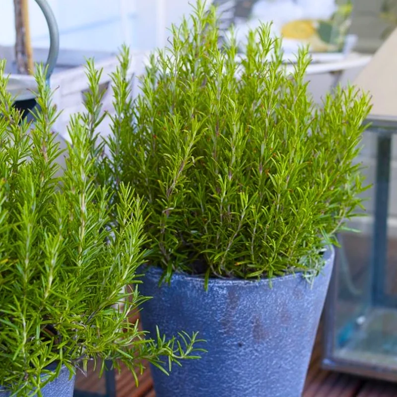 Rosemary Plants Live Set - 4'' Pot Upright Herb - Garden & Container Planting
