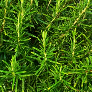 Rosemary Live Plant - Perennial Herb - 6-8 Inches - 2 Plants per Pot