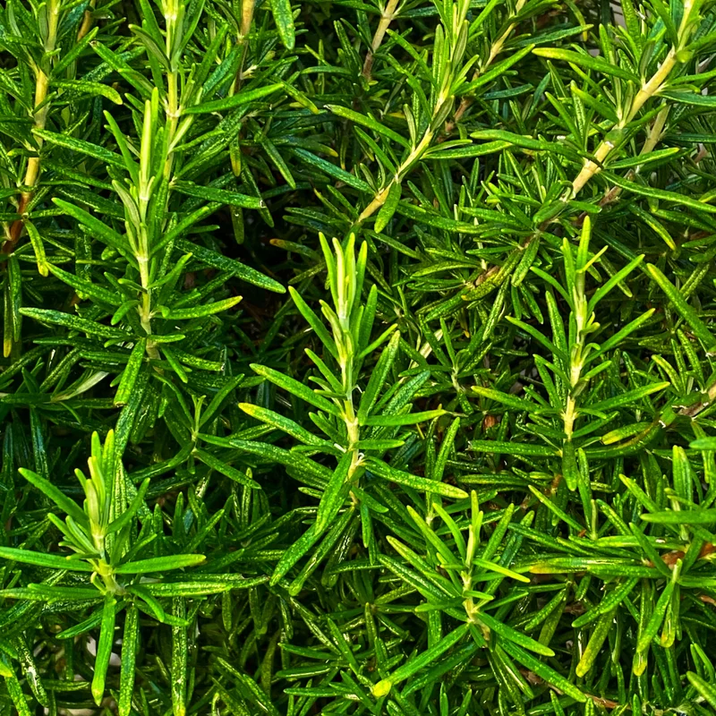 Rosemary Live Plant - Perennial Herb - 6-8 Inches - 2 Plants per Pot
