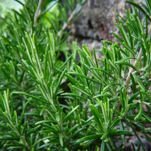 Rosemary Live Plant - Perennial Herb - 6-8 Inches - 2 Plants per Pot