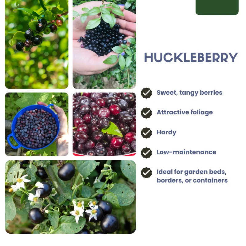Huckleberry Plant Live Sweet Edible Berries Tree 6-10 Inch Hardy Fruit Bushes Garden