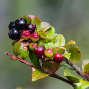 Huckleberry Plant Live Sweet Edible Berries Tree 6-10 Inch Hardy Fruit Bushes Garden