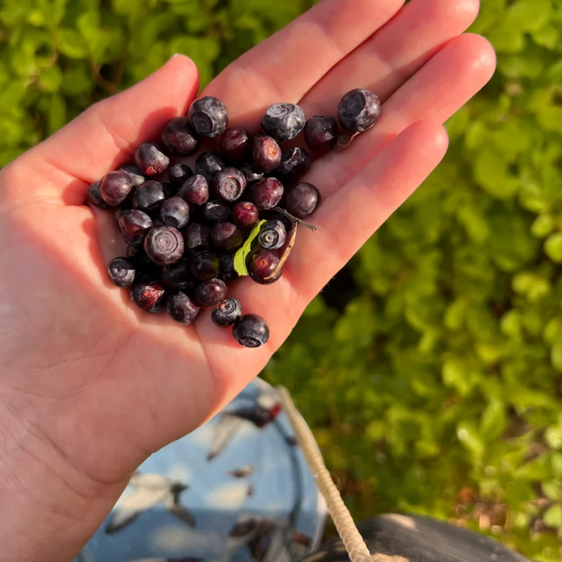 Huckleberry Plant Live Sweet Edible Berries Tree 6-10 Inch Hardy Fruit Bushes Garden