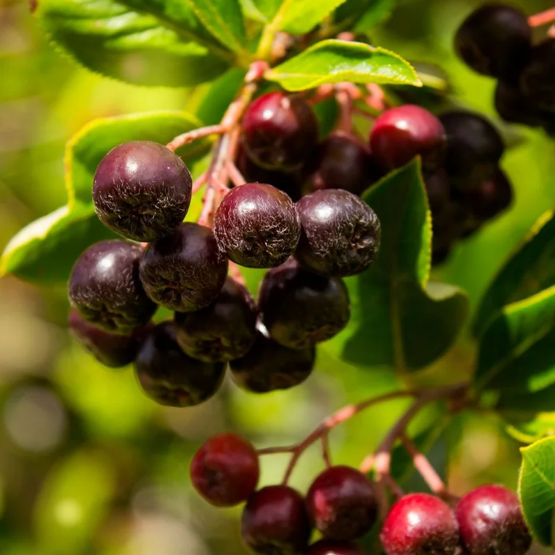 Huckleberry Plant Live Sweet Edible Berries Tree 6-10 Inch Hardy Fruit Bushes Garden