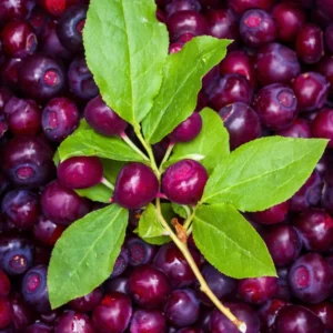 Huckleberry Bush Plant 6-12 Inches - Sweet Berry Tree Dormant