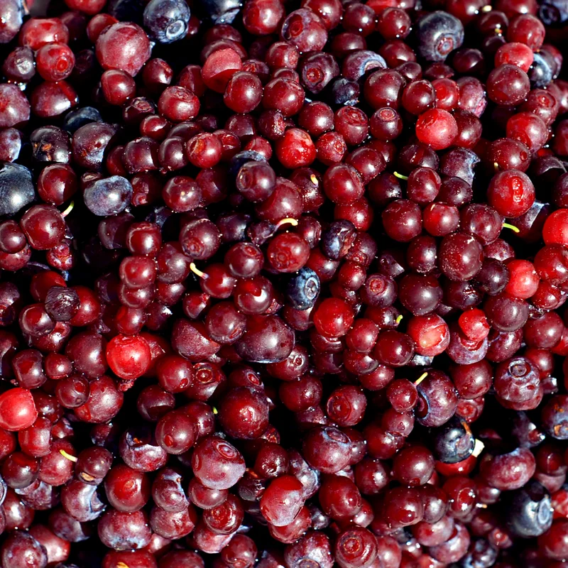 Huckleberry Bush Plant 6-12 Inches - Sweet Berry Tree Dormant